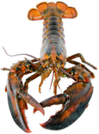 Maine Lobster